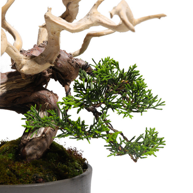 真柏 -Japanese Juniper- (推定樹齢30年)-M0012- 詳細画像